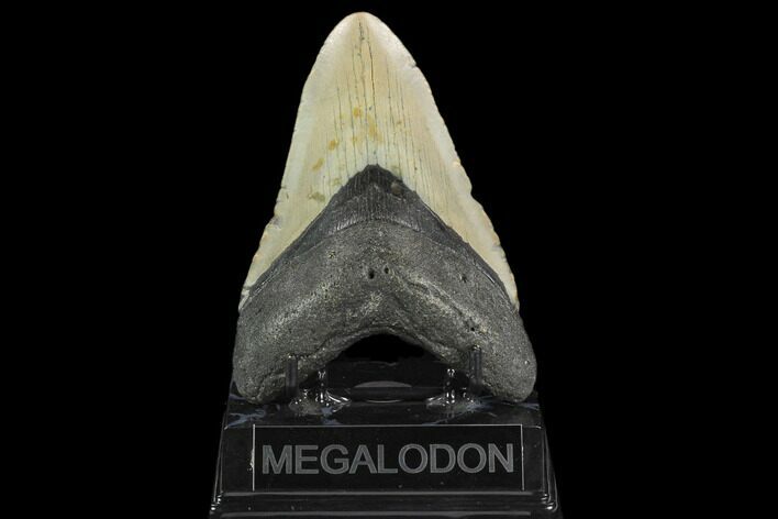 Fossil Megalodon Tooth - North Carolina #124937